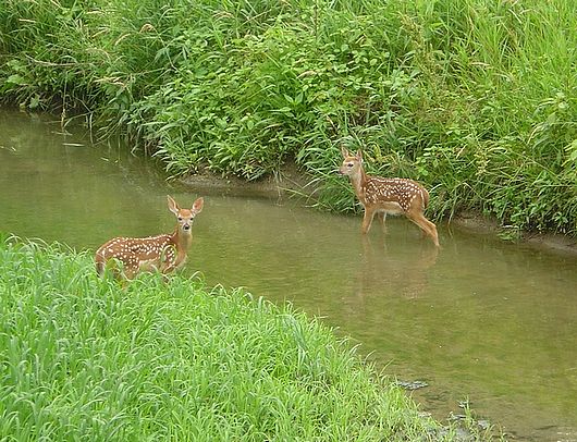 Submitted by: fawns in the water